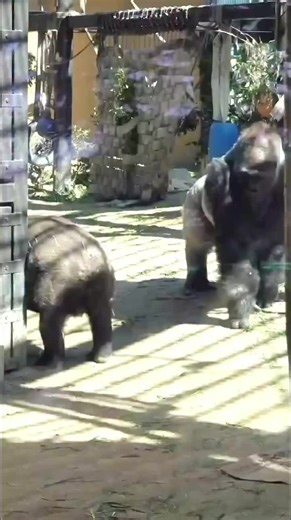 Hilarious Gorilla Moments That Will Make You Laugh