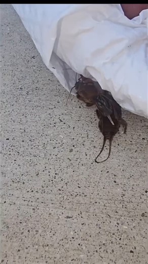 Vinny LoCasto on Instagram: "Hahah get rid of it! #reels #comedy #stitch #reaction #funny #monster #alien #creature #bug #scary"