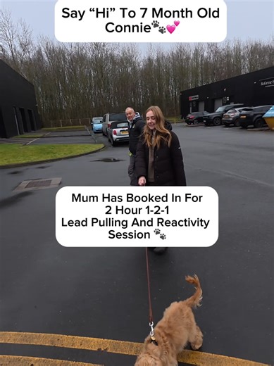 Making Dog Walks Enjoyable For You and Your Pet