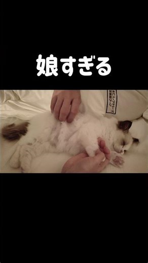 川の字で寝る👶🏻 #shorts #猫 #子猫 #ラグドール #甘えん坊猫 #猫のいる暮らし