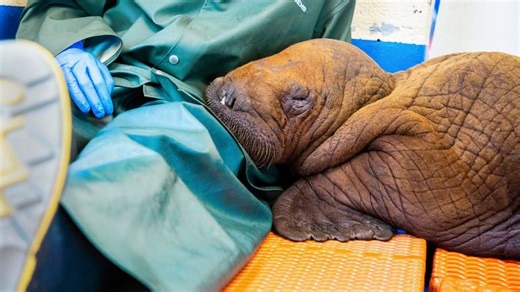 Walrus received 'round-the-clock cuddling'