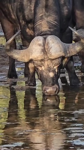 Cape Buffalo and Yellow-billed Oxpecker Symbiosis