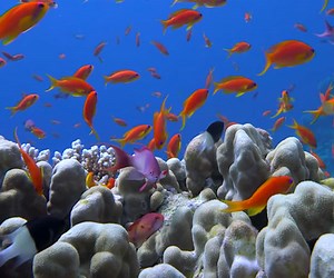 How Fish Rank in the Global Meta