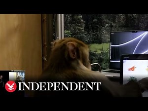 Monkey appears to 'telepathically' type using Elon Musk's Neuralink