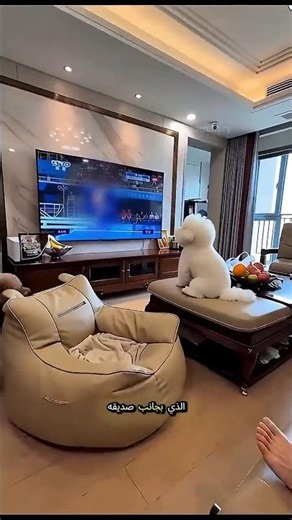 A puppy obsessed with backflips, and his friend takes clever revenge! 😱