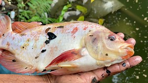 747K views · 5.7K reactions | Cast net fishing Red tilapia and carp fish catching | AB Fishing | Facebook