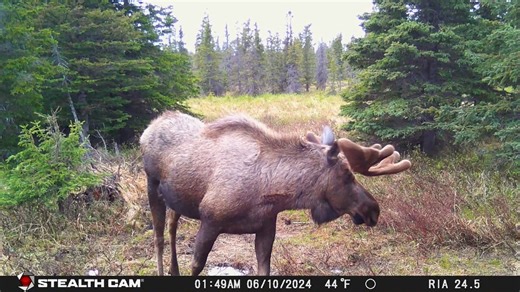 Follow the incredible journey of a moose as it transforms from a young bull into a towering giant of the wild. Witness each stage of growth captured up close in stunning natural detail — nature’s power at its finest! #MooseGrowth #WildlifeJourney #NatureDocumentary | Ellen Roman
