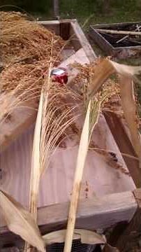 Harvesting broomcorn!!!