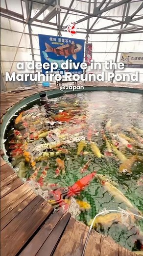 POV: you’re diving into the most famous Maruhiro round pond! 💥 #maruhirokoifarm #koi #japanese