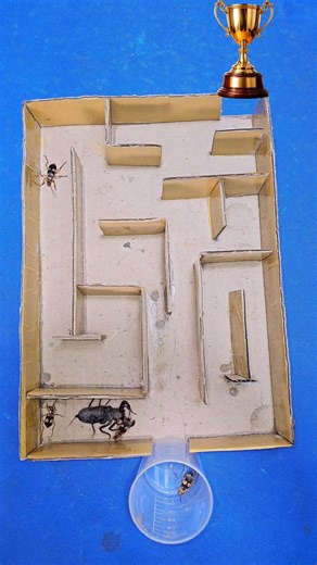 3. Escape or Fight! Centipede, Whip Scorpion & Bombardier Beetle in the Maze