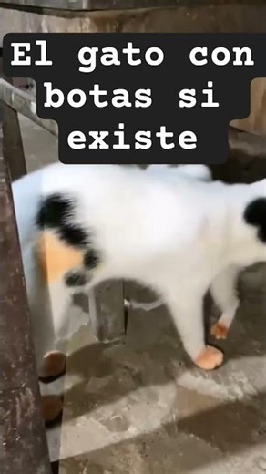 El gato con botas #kitten #kitty #cat #gatoconbota #gatito #laugh