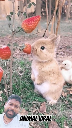 #rabbit #animals #animalfriends #snakevideo #big bear#jungali bhalu #junglehunter #animals