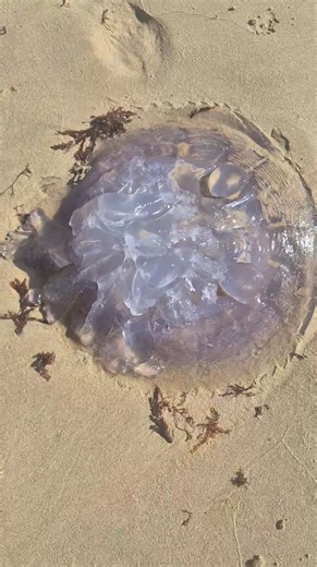 Did you know ... Jellyfish have existed for over 500 million years, making them older than dinosaurs ... ? Jellyfish can sometimes regenerate and clone itself into hundreds of new, smaller offspring.if damaged. They have no heart, no brain and no bones ... Jellyfish have stinging cells that fire in just a few microseconds. This makes them one of the fastest biological actions in nature. #AllLifeMatter #AllLivesMatter 🌊 | Walmer Veterinary Hospital