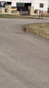 Proof that size doesn't matter when you have this much torque. 🚀 #dog #doglover #pets #chihuahua #chihuahualove | miltonnkez