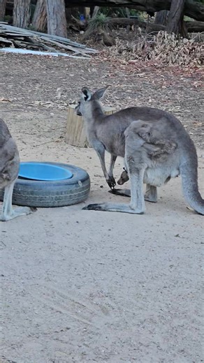 Joey No.5 makes an appearance! Mumma Kelly, mob matriarch, is an exceptional mother who has successfully raised all her joeys. Not all joeys are so lucky, many don't survive. This joey not only has the best mum, but also has the best place to call home, safe from roads, vehicles, fences and predators. 🧡 | Wildwood Wildlife Shelter - Gariwerd