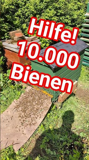 Insane amount of bees, why is that? #bees #beekeeper #darkbee