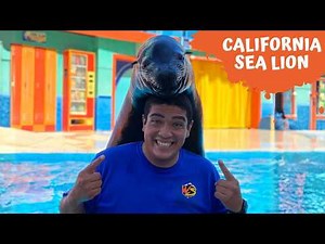 Everything You Didn’t Know About California Sea Lions