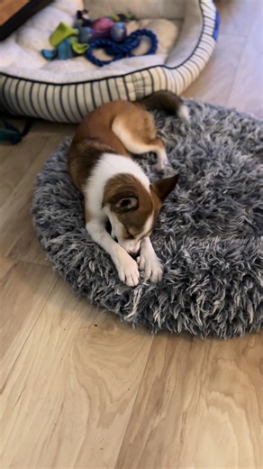 Lundehund: A Rare Primitive Dog Breed