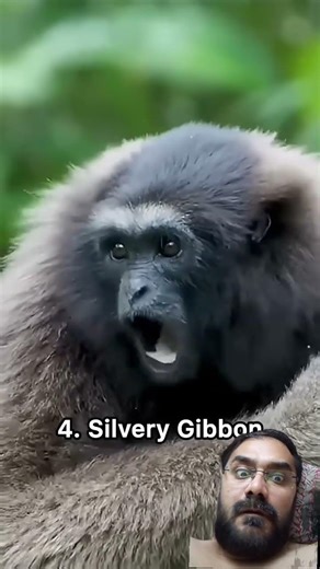 Weird sound of different monkeys #shortfeed #monkey #gibbon #proboscismonkey #chimpanzee #langur