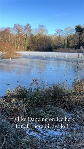 Embrace the Cold: Dancing on Ice with Local Birds