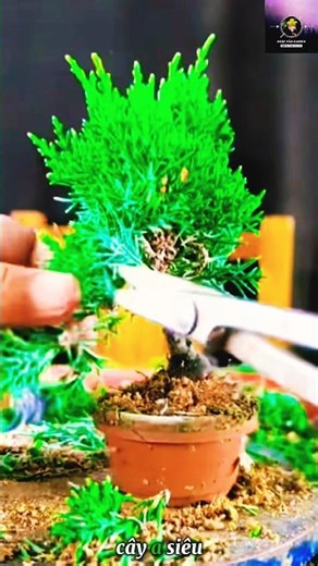 Cách tỉa chậu Tùng mini #bonsai #villagelife
