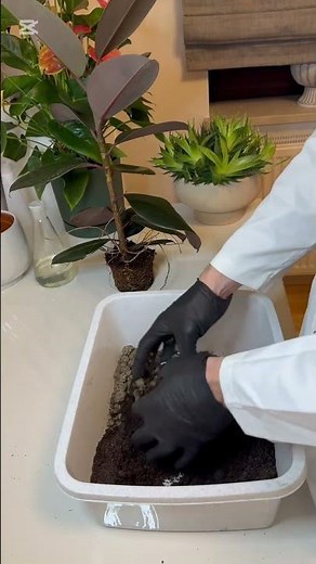 Repotting a rubber plant (Ficus elastica) from a nursery pot into a new soil mix🪴