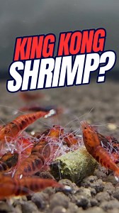 13K views · 129 reactions | I'm sure you've heard of King Kong... but...