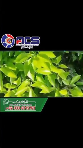 Excellence of Bio Fungicides and Biofertilizers #rhizophos #biofast #agriculture #biofungicide