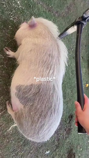 Meet Penny: An Adorable Piglet's Daily Adventures