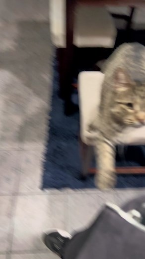 Adorable Cat Reaches Paw Out | Heartwarming Cat Video