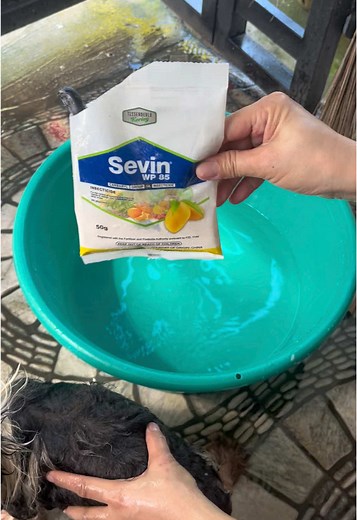 Effective Solutions for Dog Fleas and Ticks