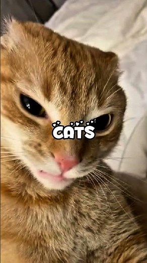 😂 Best Funny Cat Fails & Hilarious Moments | Viral Cats Compilation