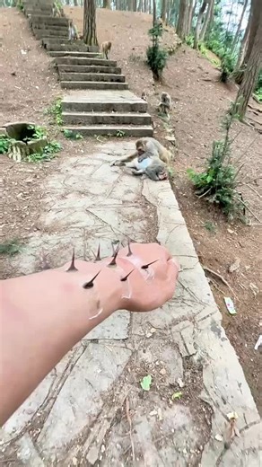 Heroic Monkey Frees People in Amazing Act