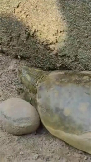 turtle running and searching place to hide #turtle #tortoise #petturtles