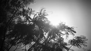 On Tuesday, September 29, we pause to honour fallen officers. Join us for a live streamed service. More information about the live stream and this year's arrangements here: https://mypolice.page.link/oiKJ With honour they served. | Queensland Police Service