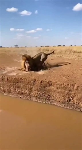 Warthog Scares Lion Into Mud Hole!🐗🦁😂#animals #animalshorts