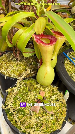5.3K views · 199 reactions | We still get the wanties when we see a really special plant and this Nepenthes ventricosa “Porcelain” has been on our list for a long time! It’s even better than we’d thought! www.CaliforniaCarnivores.com | California Carnivores | Facebook