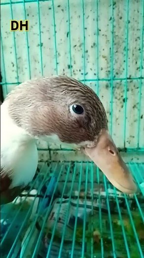 #jacyduck talking female duck sound 🦆🦆🦆🦆