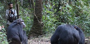 Studying chimpanzee calls for clues about the origins of human language