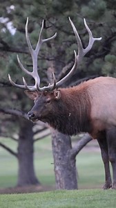 One of my favorite 2025 moments. This slobbery, bugling bull put on an unforgettable show. Raw sound, flying spit, and pure rut season chaos. These are the moments I live for, and I’ll never get tired of witnessing them in the wild. #2025viralvideo #fypviralシ #elk #bugle #fyp #wildlife | Colorado Wild Images