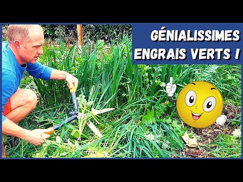 Engrais verts - Première expérience (plutôt réussie)