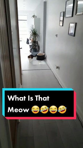 Hilarious Old Cat Meowing! 90s Lily Cat Compilation