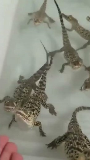 baby crocodiles making Lazer sounds