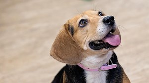 29K views · 168 reactions | Harley the beagle is able to detect deadly C. diff bacteria in patient’s rooms and on medical equipment at Vidant Medical Center in Greenville. An ECU doctor hired the dog to keep the hospital sterile and patients safe from infection. Learn more >> https://trib.al/UxUp0Cn | The News & Observer | Facebook