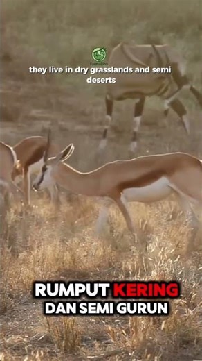 Graceful jumps turn into fierce horn battles.#springbok #wildlife #nature #animalfight #safari
