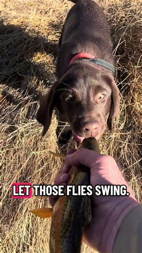 Spring Fly Fishing Mistakes (Why Trout Are Still Eating Small Flies) #flyfishing #flyfishingnation