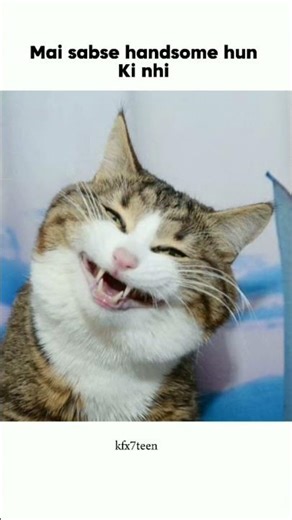 🤣😎 #trending #relatable #catmemes #funny #shortvideo #class10 #indvsnz