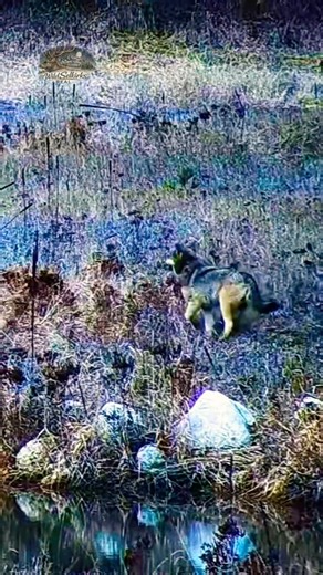We've Run Cams For Years Trying to Catch a Wolf #TrailCam #Wildlife #Wolf