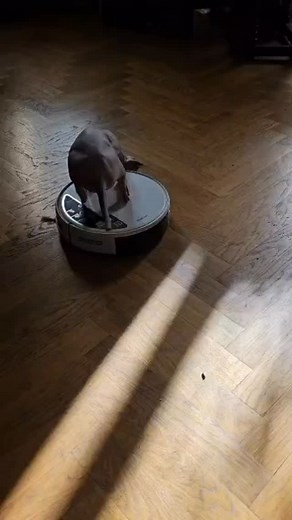 Úklidový servis na jedničku😂 #sphynx #donsphynx #donskysphynx #praha | Don Sphynx & Ukrainian Levkoy Prague