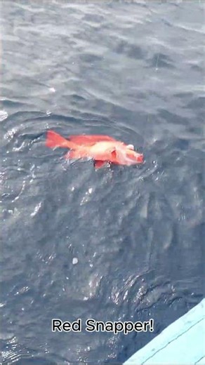 Catching Red Snapper in Sulawesi, Indonesia